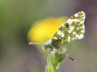 Da Oykls (Euchloe ausonia)