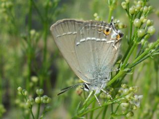 Gzel Sevbeni (Satyrium spini)