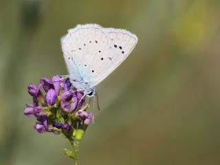 okgzl Dafnis (Polyommatus daphnis)