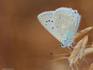 okgzl Dafnis (Polyommatus daphnis)