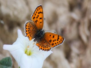 Kk Ate Gzeli (Lycaena thersamon)