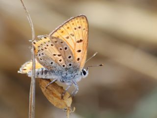 Alev Ategzeli (Lycaena kefersteinii)