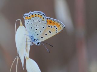 Kk Ate Gzeli (Lycaena thersamon)