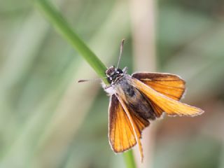 Sar Antenli Zpzp (Thymelicus sylvestris)