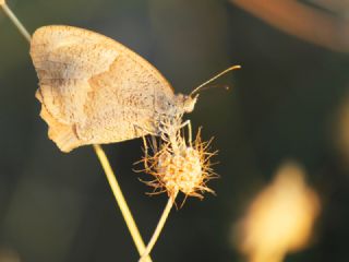 Esmerperi (Hyponephele lupina)