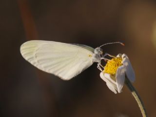 Doulu Narin Orman Beyaz (Leptidea duponcheli)