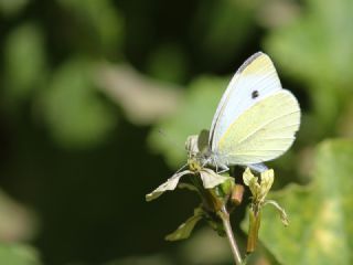 Kk Beyazmelek (Pieris rapae)