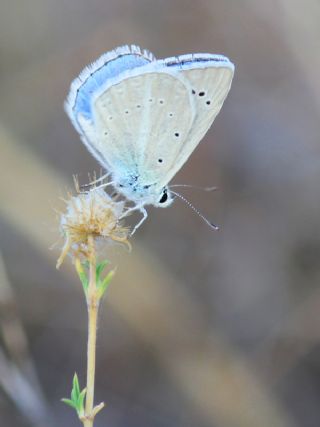 okgzl Poseydon Mavisi (Polyommatus poseidon)