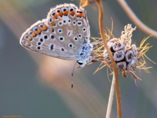 okgzl Mavi (Polyommatus icarus)