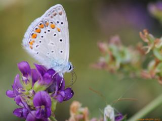 okgzl Mavi (Polyommatus icarus)