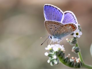 okgzl Mavi (Polyommatus icarus)