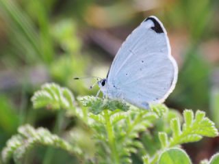 Kutsal Mavi (Celastrina argiolus)