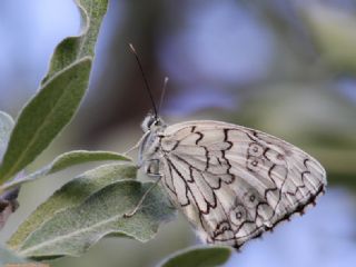 Anadolu Melikesi (Melanargia larissa)