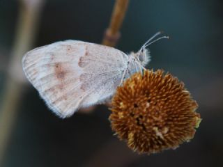 Kk Zpzp Perisi (Coenonympha pamphilus)