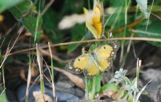 Sar Azamet (Colias croceus)