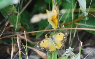 Sar Azamet (Colias croceus)