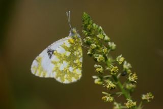 Da Oykls (Euchloe ausonia)