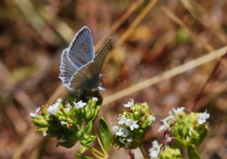 okgzl Dafnis (Polyommatus daphnis)