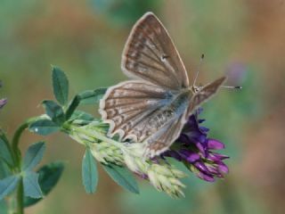 okgzl Dafnis (Polyommatus daphnis)