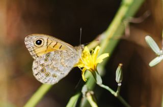 Kk Esmerboncuk (Lasiommata megera)