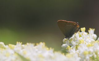 Minik Sevbeni (Satyrium acaciae)