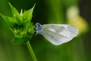 Doulu Narin Orman Beyaz (Leptidea duponcheli)