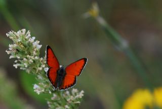 Ate Bakr Gzeli (Lycaena candens)