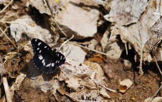 Akdeniz Hanmeli Kelebei (Limenitis reducta)