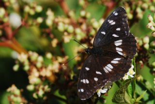 Akdeniz Hanmeli Kelebei (Limenitis reducta)