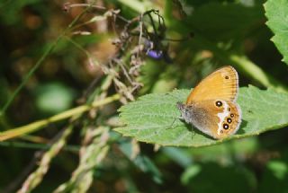 Funda Zpzp Perisi (Coenonympha arcania)