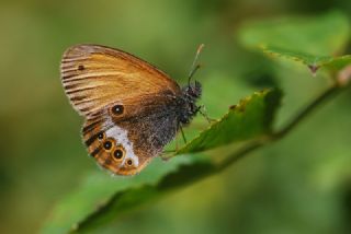 Funda Zpzp Perisi (Coenonympha arcania)