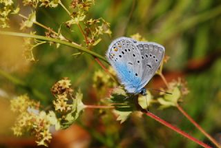 okgzl Amanda (Polyommatus amandus)