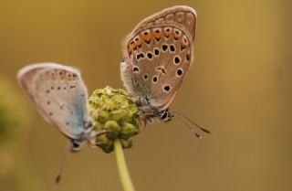 okgzl Amanda (Polyommatus amandus)