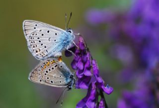 okgzl Amanda (Polyommatus amandus)