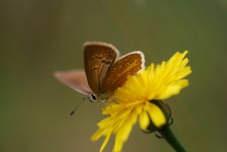 Anormal okgzl (Polyommatus admetus)