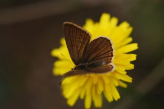 Anormal okgzl (Polyommatus admetus)