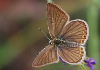 Anormal okgzl (Polyommatus admetus)