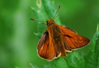 Orman Zpzp (Ochlodes sylvanus)