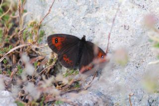 Harem Gzelesmeri (Erebia ottomana)