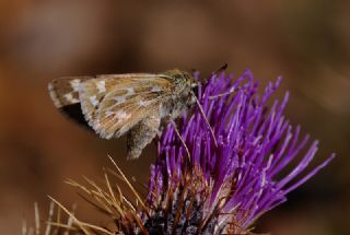 Gm Benekli Zpzp (Hesperia comma)