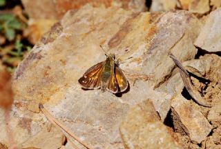 Gm Benekli Zpzp (Hesperia comma)