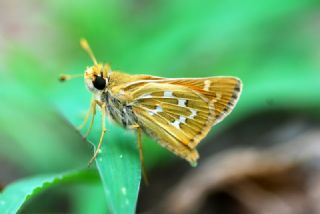 Gm Benekli Zpzp (Hesperia comma)