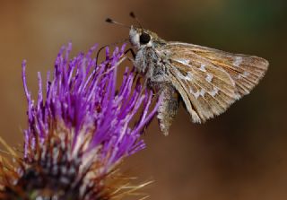 Gm Benekli Zpzp (Hesperia comma)