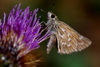 Gm Benekli Zpzp (Hesperia comma)