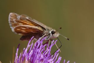 Gm Benekli Zpzp (Hesperia comma)