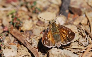 Gm Benekli Zpzp (Hesperia comma)