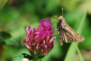 Gm Benekli Zpzp (Hesperia comma)