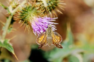 Gm Benekli Zpzp (Hesperia comma)