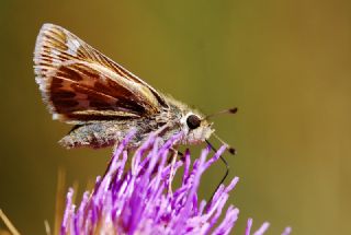 Gm Benekli Zpzp (Hesperia comma)