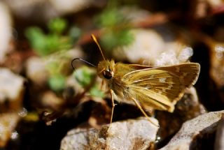 Gm Benekli Zpzp (Hesperia comma)